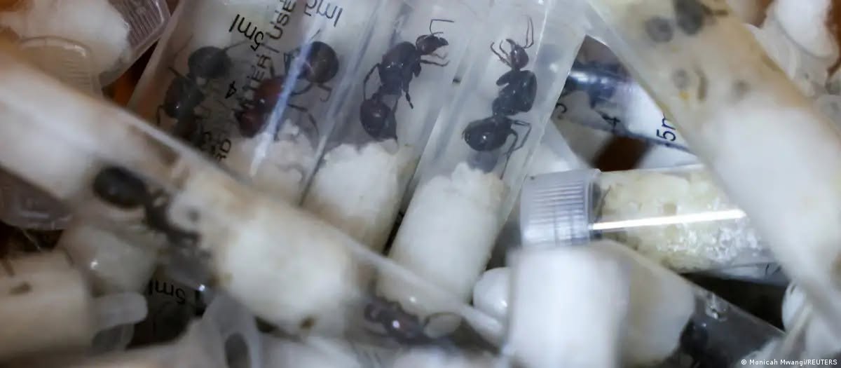 Formigas raras são vendidas na internet e geram preocupação