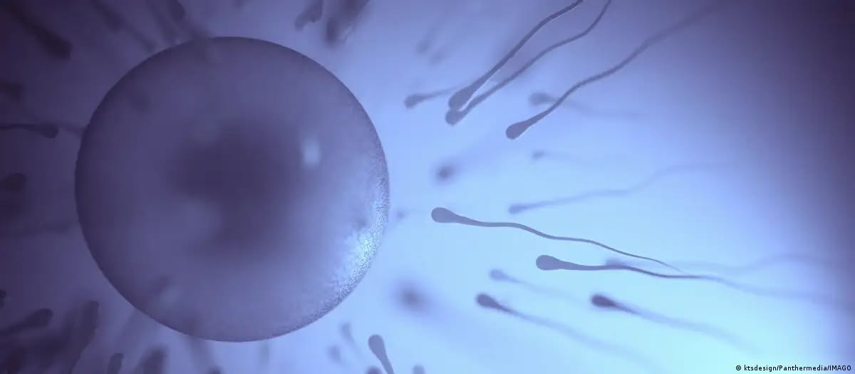 Bactérias do sêmen impactam fertilidade, indica estudo