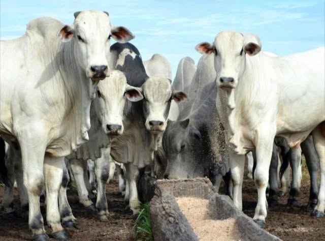 GENÉTICA EM PROSA: Qual a melhor raça bovina para produção de carne no Brasil? Especialista responde
