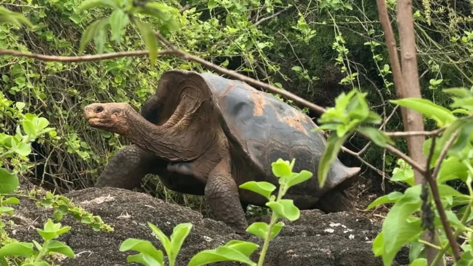 História das tartarugas-gigantes de Galápagos é um conto de piratas: agora, 'tartarugas alienígenas' apareceram pela primeira vez desde o século XIX