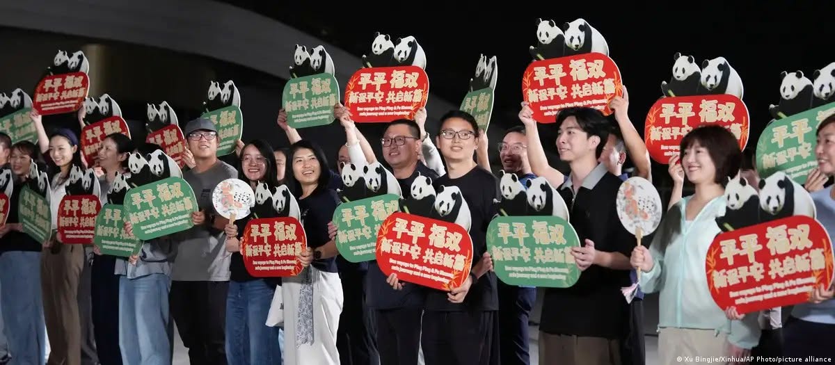 China envia dois pandas-gigantes para zoológico nos EUA
