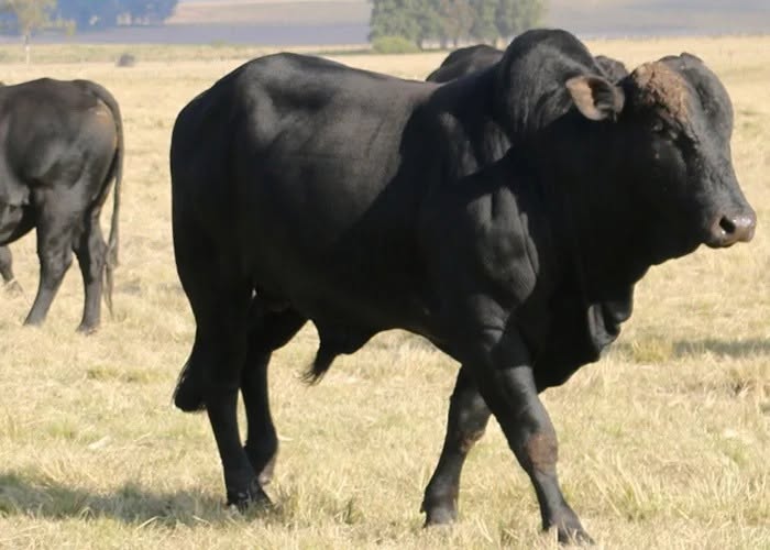 Embrapa lança IA que ajuda pecuarista a escolher reprodutores para o rebanho