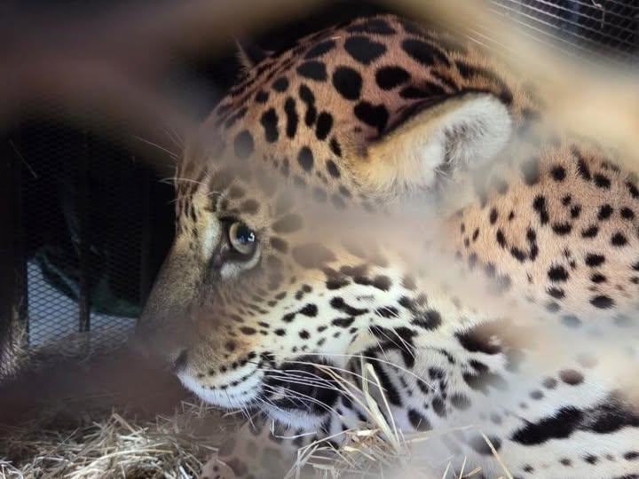 CONSERVAÇÃO DA FAUNA: Onça-pintada resgatada em Barra do Garças é transferida para santuário em Minas Gerais