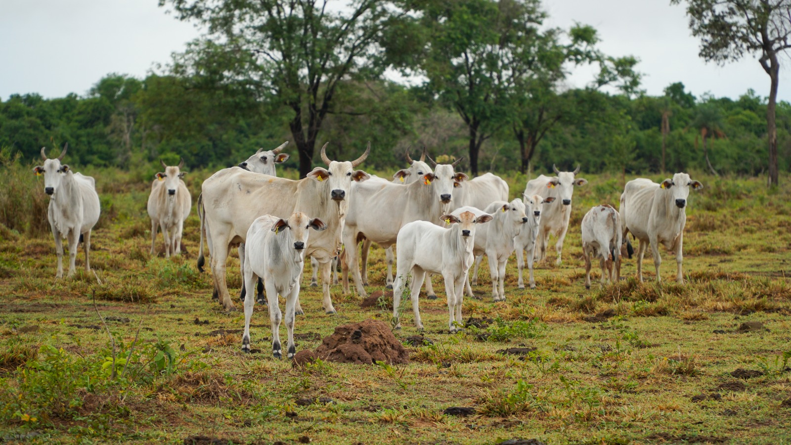 AVANÇO HISTÓRICO: Com certificação de livre de febre aftosa há 25 anos, MT aumenta em 2.242% as exportações de carne bovina