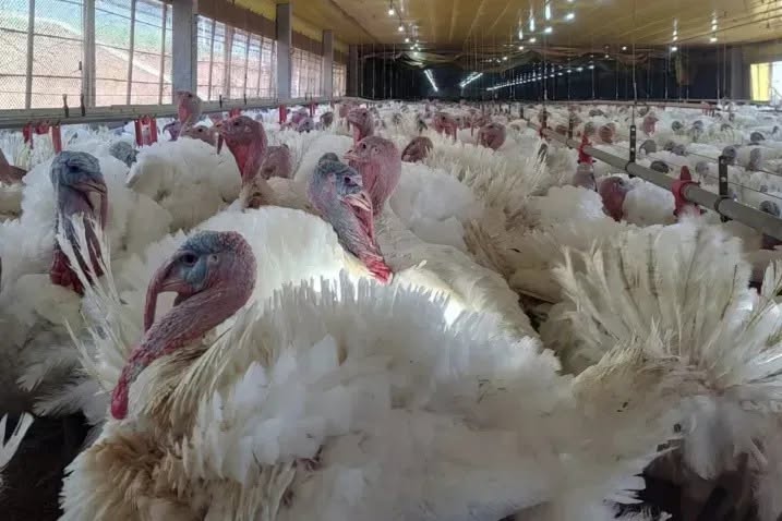 México autoriza entrada de cargas de frango fora de SC já embarcadas